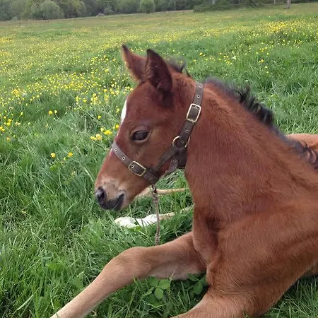 Le Domaine De Belleville Dragey