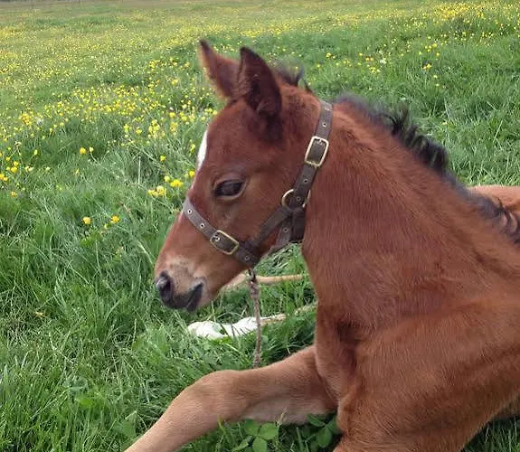 Le Domaine De Belleville Dragey-Ronthon